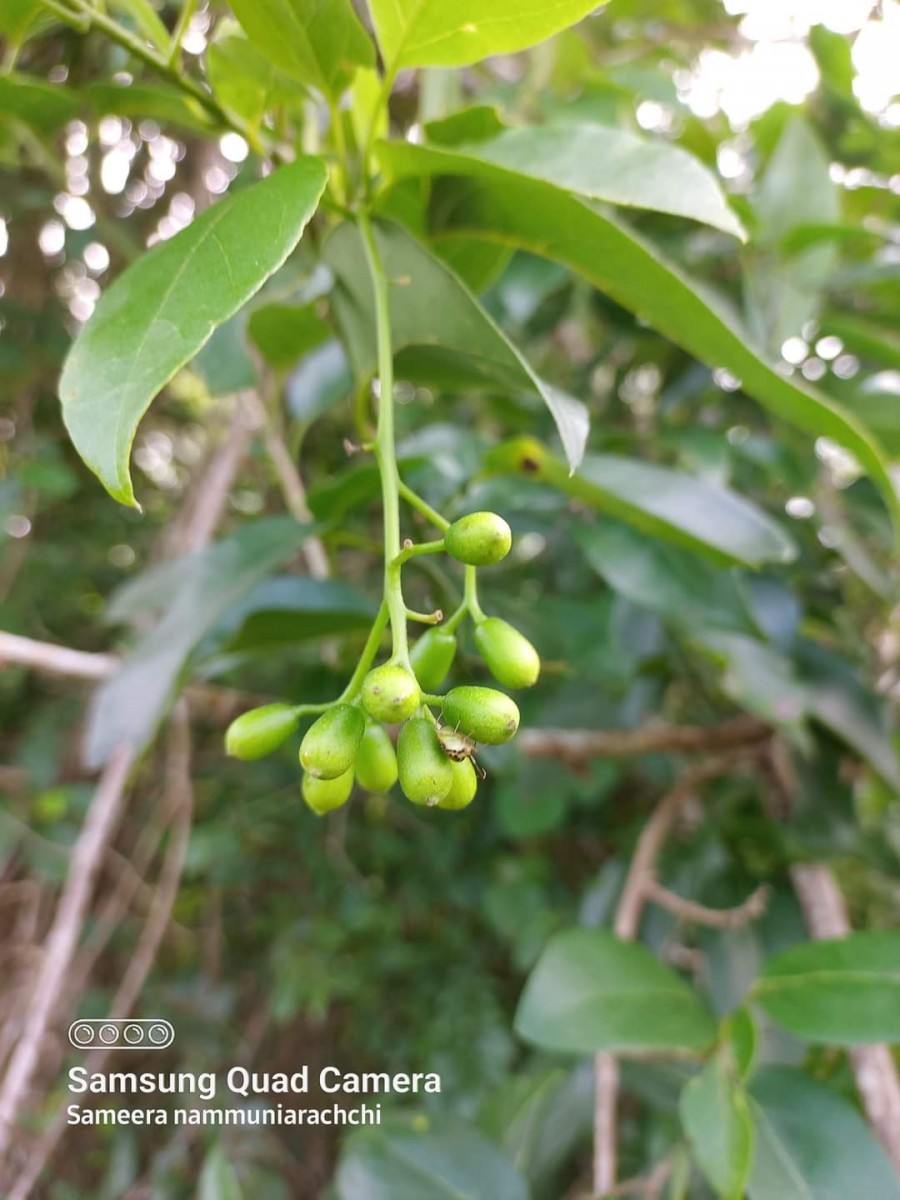 Cordia oblongifolia Thwaites